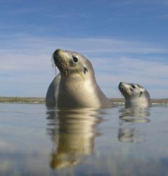 Some playful seals,Abrohlos islands.
Western Australia by Joshua Miles 
